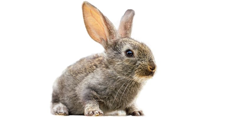 Сколько живут декоративные кролики в домашних условиях: правила кормления и содержания