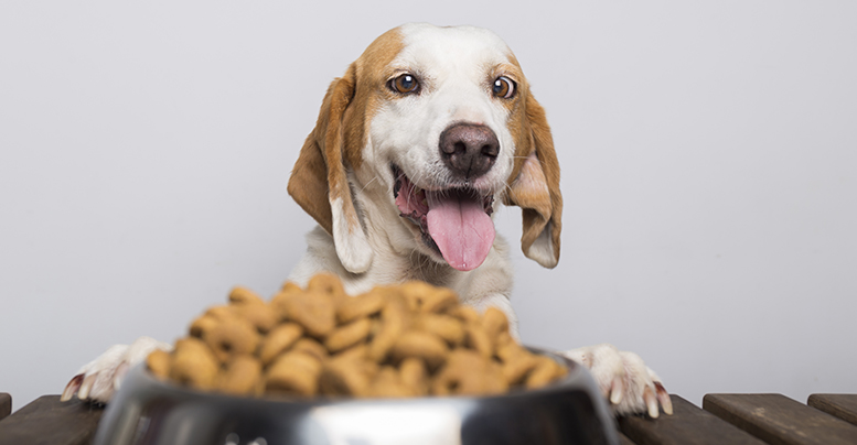 Сухие и влажные корма Prime для собак: обзор продуктов